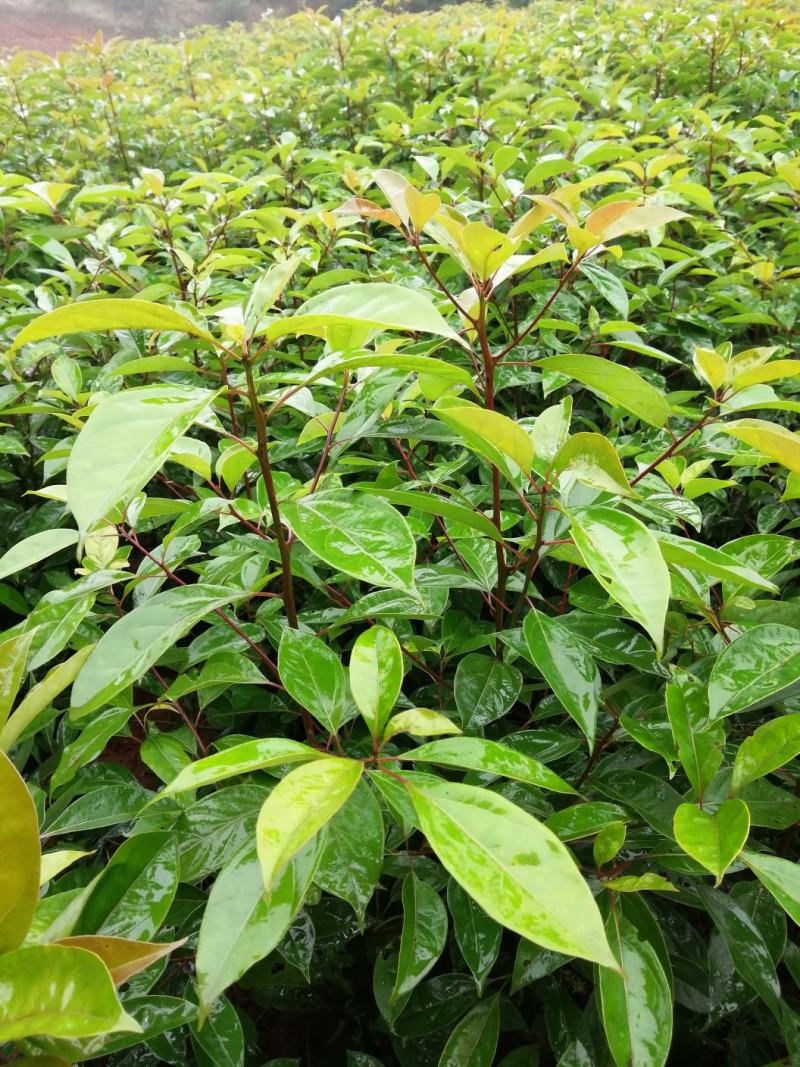 油樟苗地苗袋苗黄葛兰佛手苗药枳壳砂仁苗