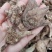 白芨云南无硫全干正品白芨规格齐全可供大货量大从优