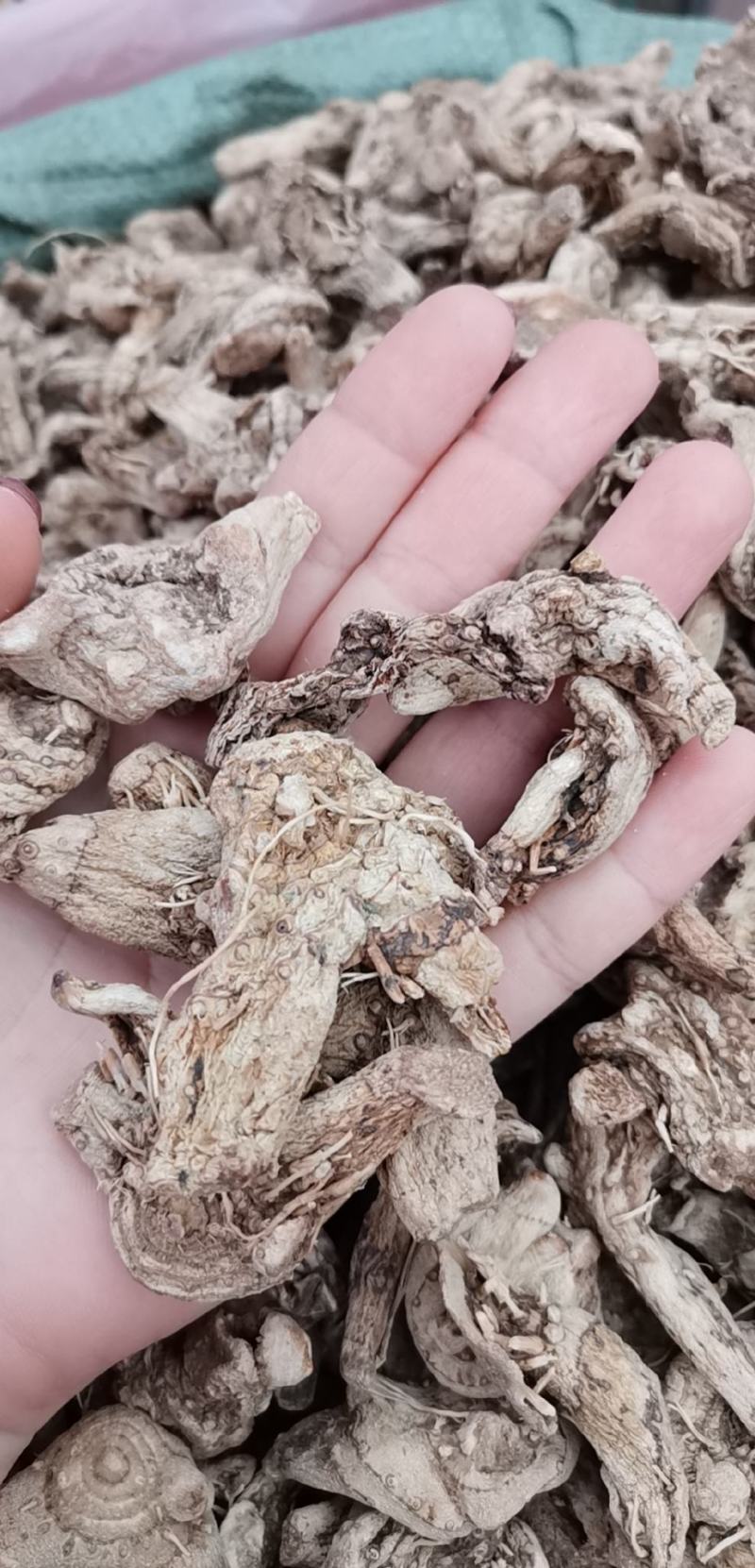 白芨云南无硫全干正品白芨规格齐全可供大货量大从优