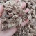白芨云南无硫全干正品白芨规格齐全可供大货量大从优