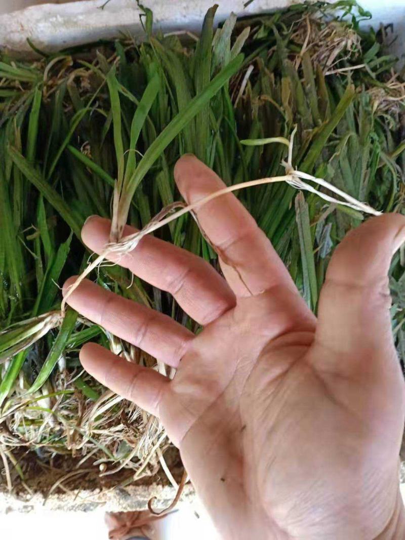虾蟹塘四季常青短叶苦草。具有改底保底净水水质。