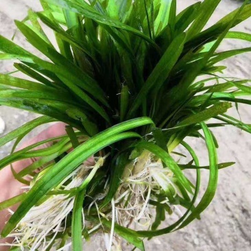 虾蟹塘四季常青短叶苦草。具有改底保底净水水质。