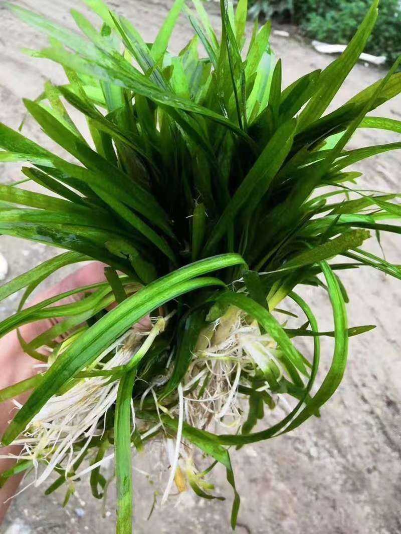 虾蟹塘四季常青短叶苦草。具有改底保底净水水质。