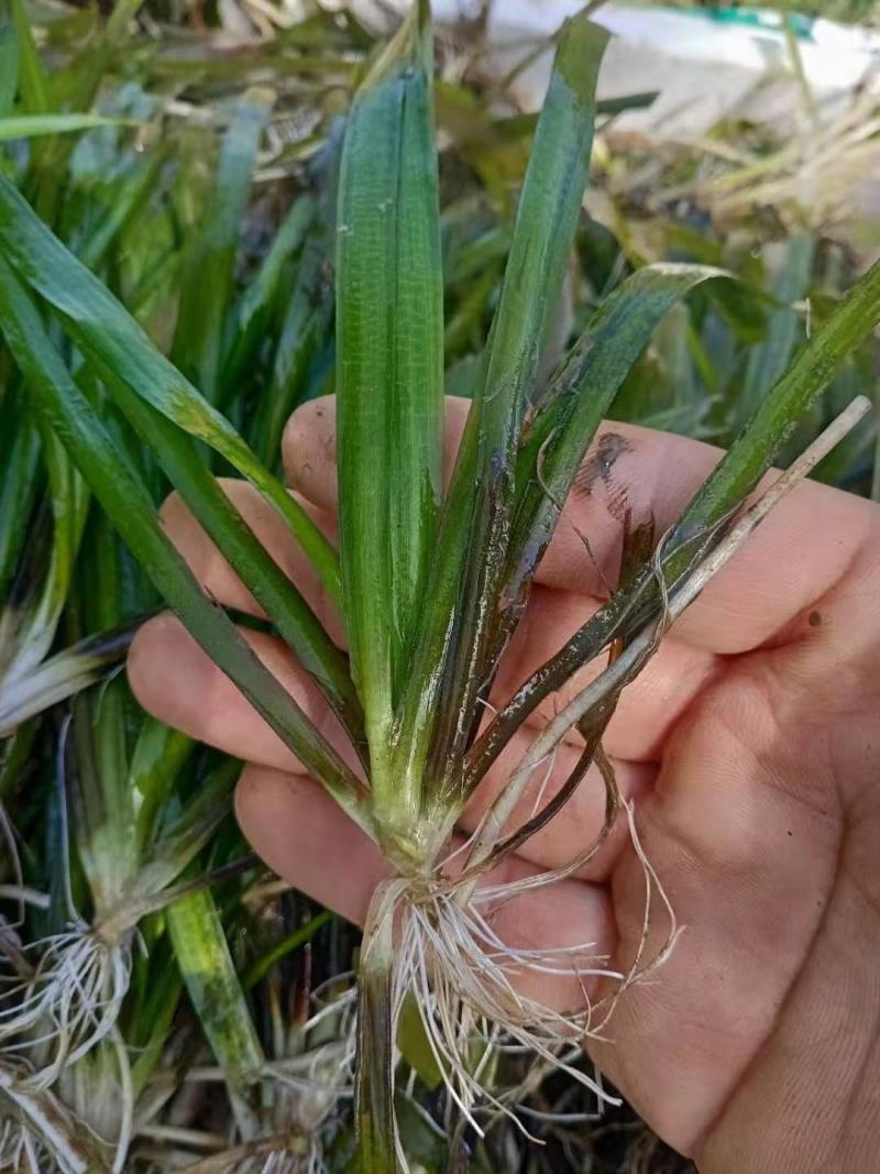 虾蟹塘四季常青短叶苦草。具有改底保底净水水质。