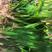 虾蟹塘四季常青短叶苦草。具有改底保底净水水质。