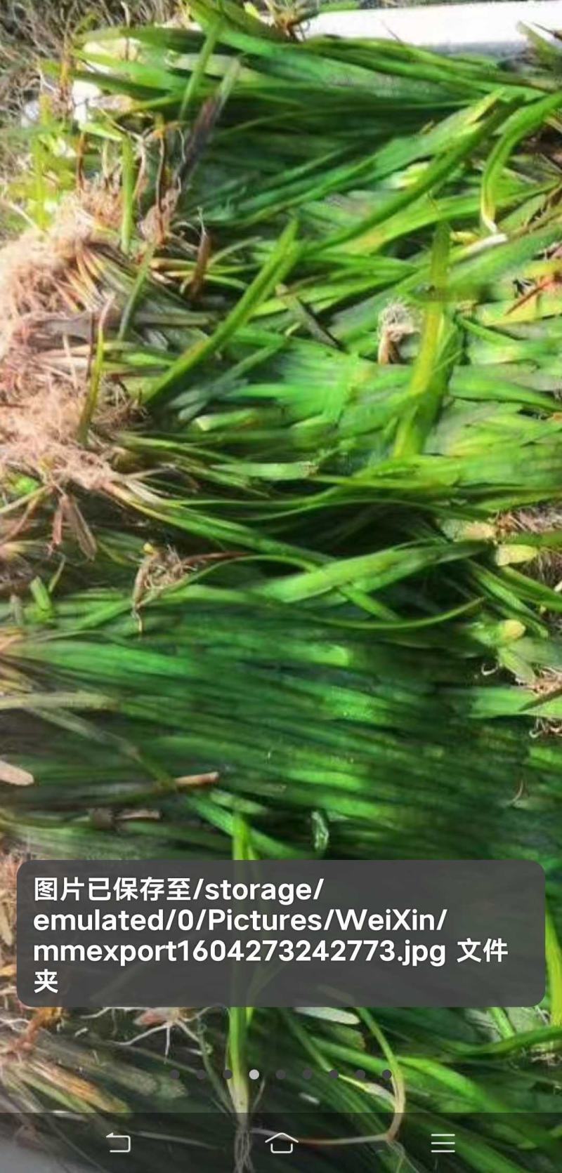 虾蟹塘四季常青短叶苦草。具有改底保底净水水质。