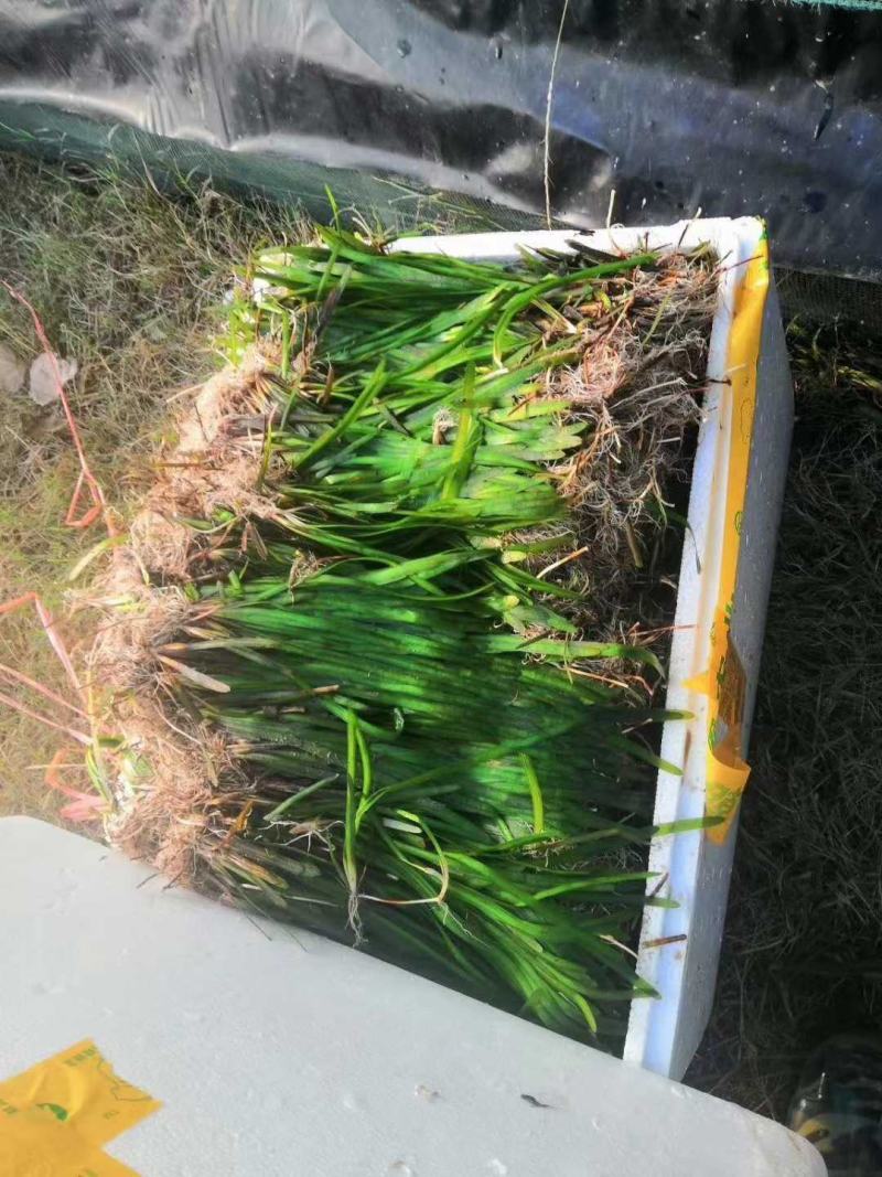虾蟹塘四季常青短叶苦草。具有改底保底净水水质。