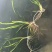 虾蟹塘四季常青短叶苦草。具有改底保底净水水质。