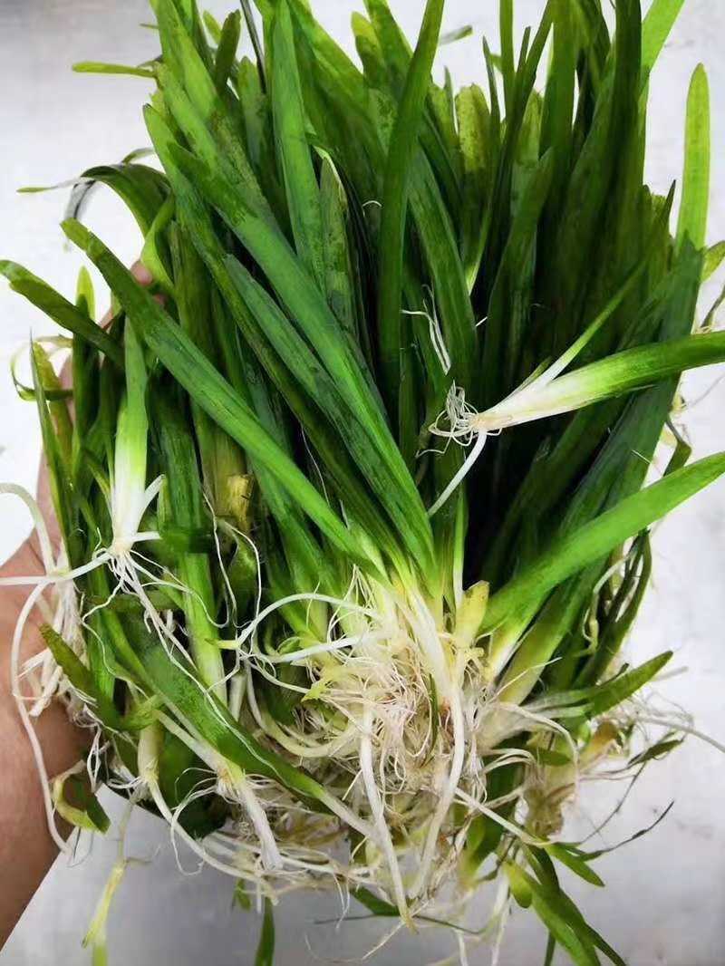 虾蟹塘四季常青短叶苦草。具有改底保底净水水质。