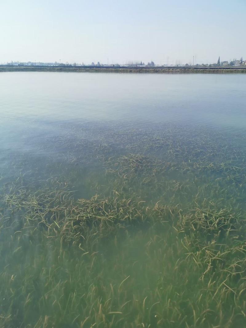 虾蟹塘四季常青短叶苦草。具有改底保底净水水质。