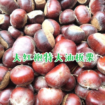 板栗苗，大红袍，油板栗苗，包邮欢迎合作！
