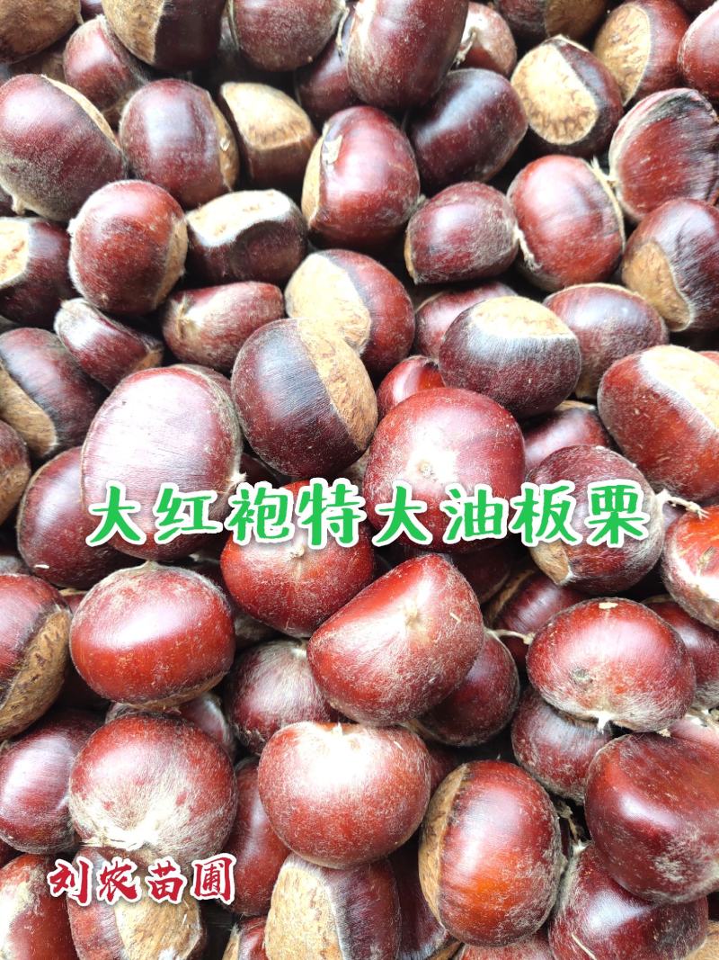 板栗苗，大红袍，油板栗苗，包邮欢迎合作！