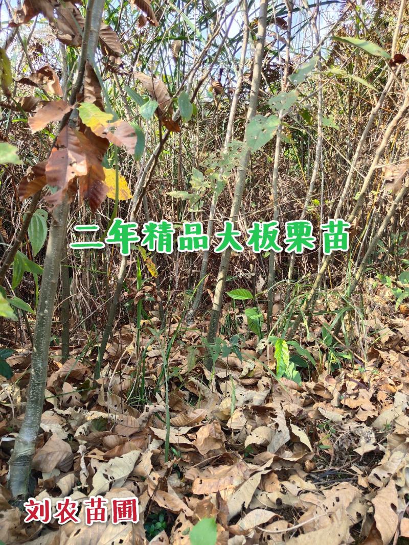 板栗苗，大红袍，油板栗苗，包邮欢迎合作！