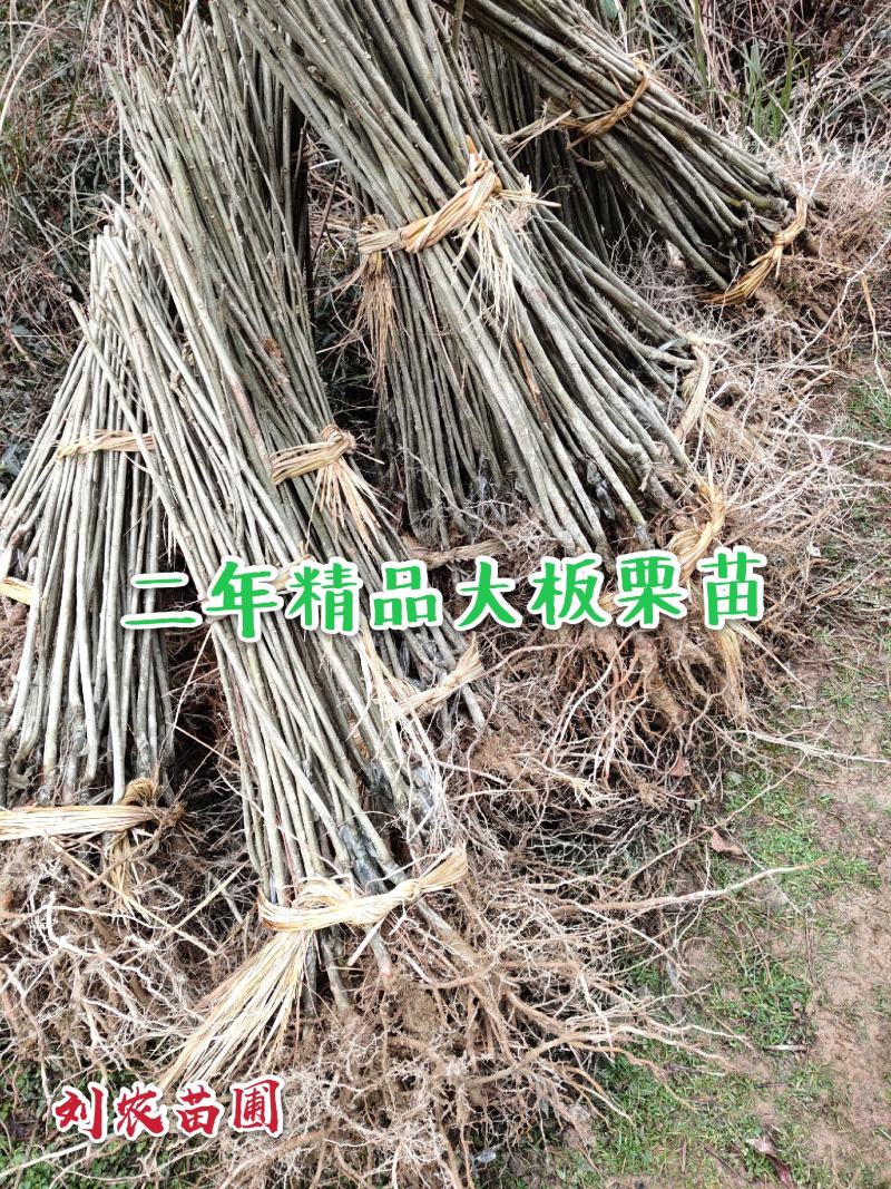 板栗苗，大红袍，油板栗苗，包邮欢迎合作！