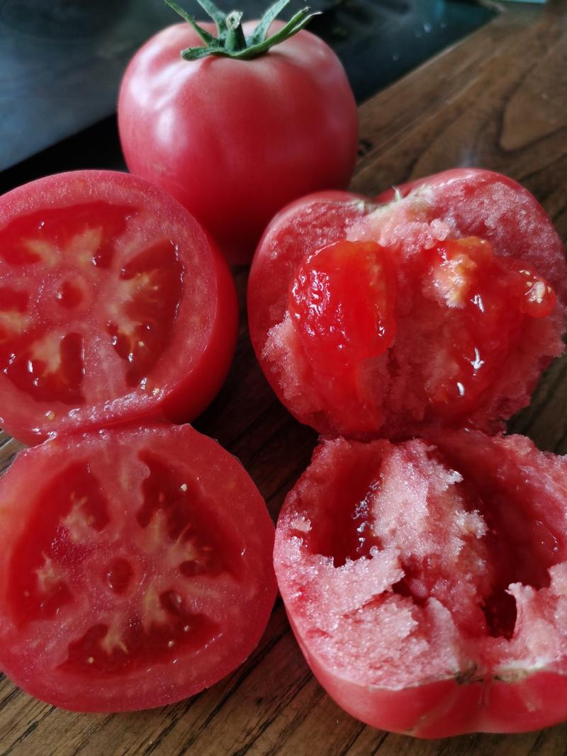 西红柿苗番茄苗抗病毒抗死棵抗裂果耐低温番茄苗硬粉