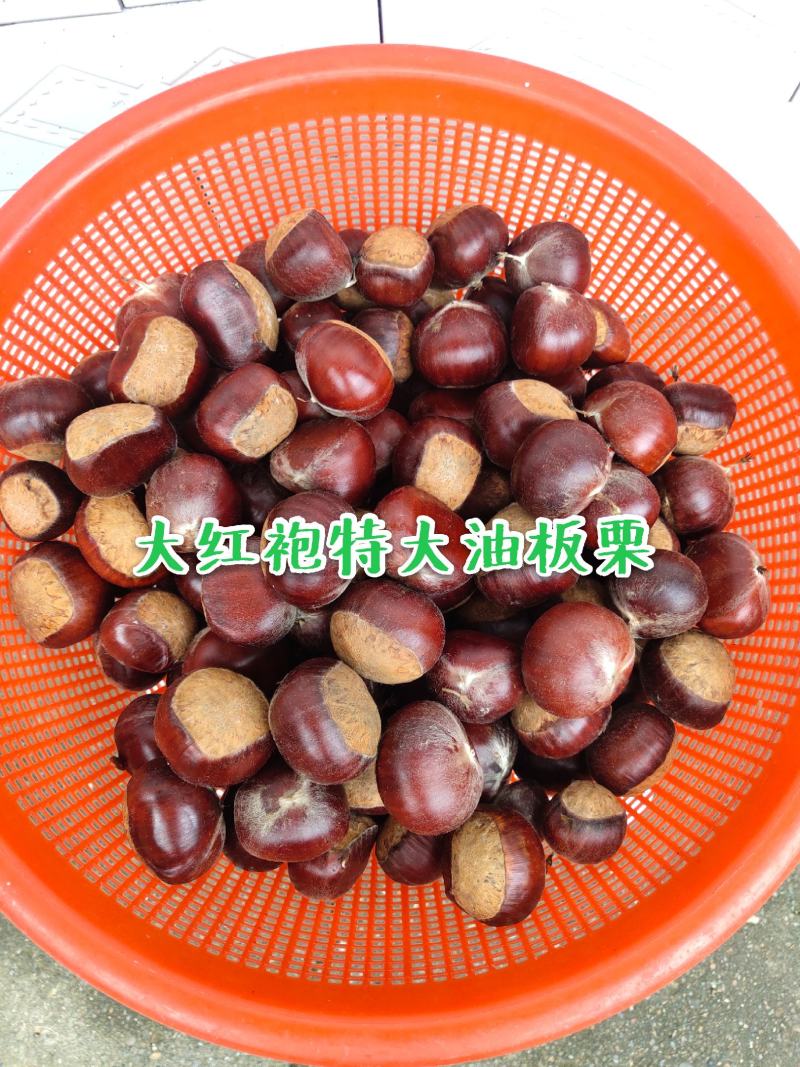 板栗苗，大红袍，油板栗苗，包邮欢迎合作！