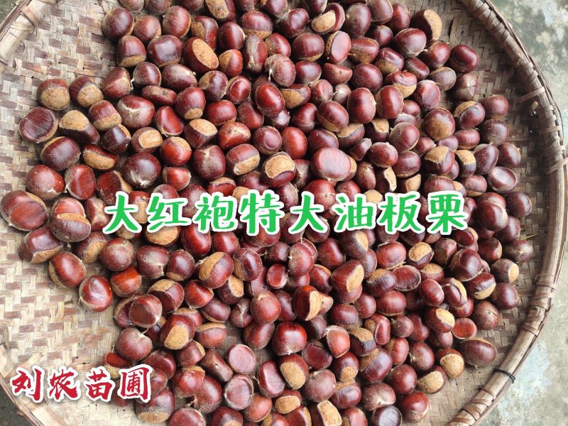 板栗苗，大红袍，油板栗苗，包邮欢迎合作！