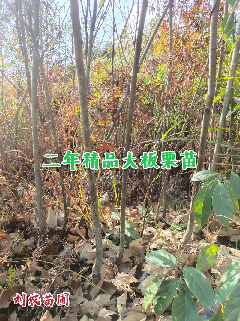板栗苗，大红袍，油板栗苗，包邮欢迎合作！