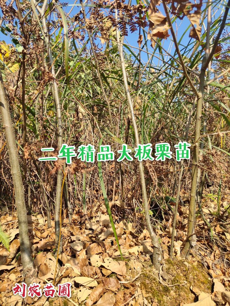 板栗苗，大红袍，油板栗苗，包邮欢迎合作！