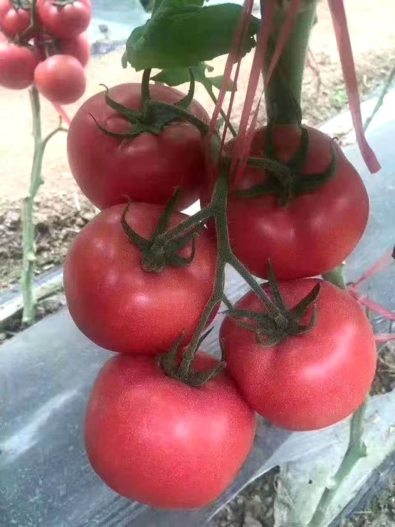 宁夏银川基地直供西红柿番茄大量批发价低现摘现发