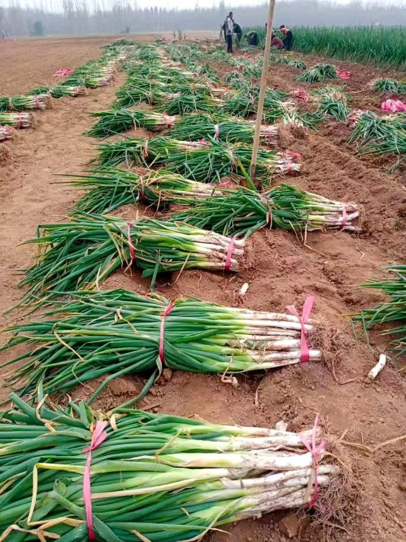 山东费县万亩大葱种植基地现挖现发基地直供