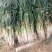 山东费县万亩大葱种植基地现挖现发基地直供
