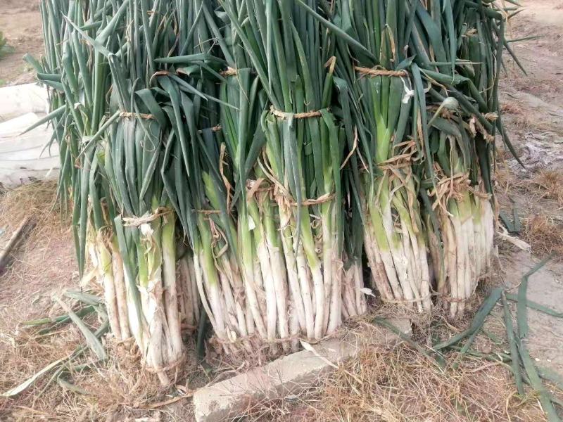 山东费县万亩大葱种植基地现挖现发基地直供