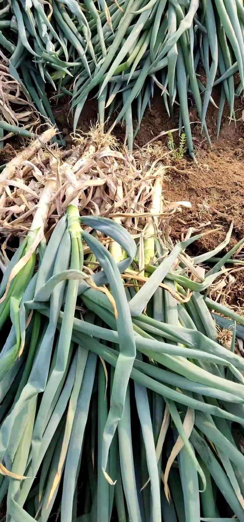 山东费县万亩大葱种植基地现挖现发基地直供
