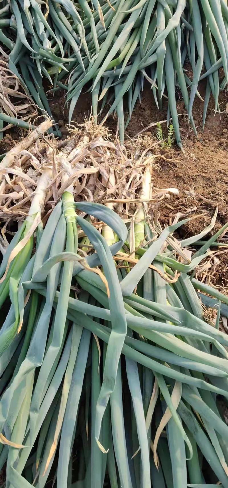山东费县万亩大葱种植基地现挖现发基地直供