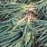 山东费县万亩大葱种植基地现挖现发基地直供