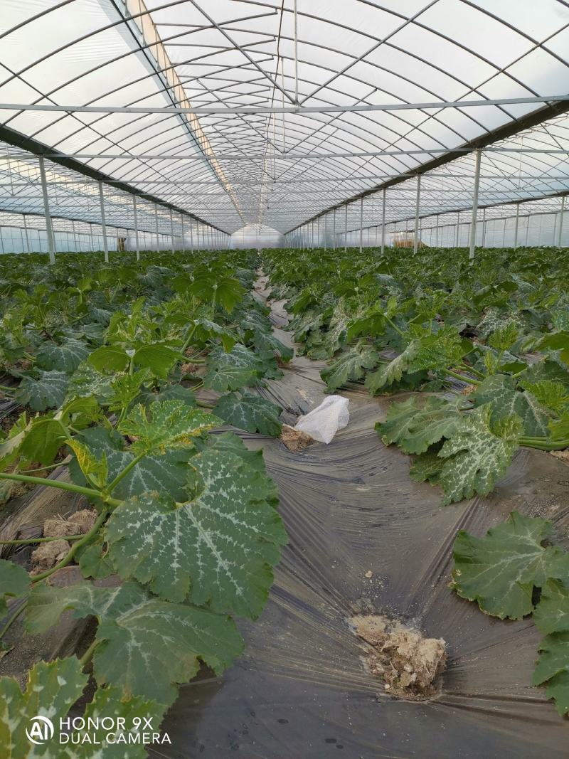江西甄选西葫芦就是讲诚信百亩基地欢迎致电有优惠！