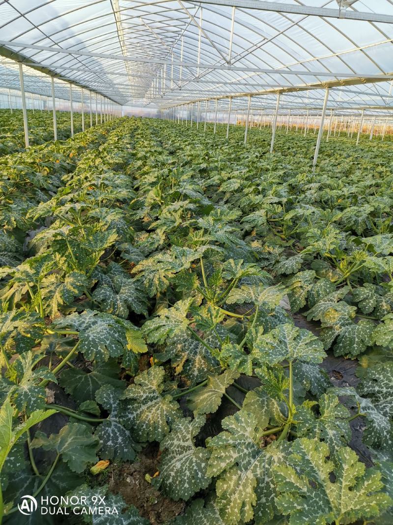江西甄选西葫芦就是讲诚信百亩基地欢迎致电有优惠！