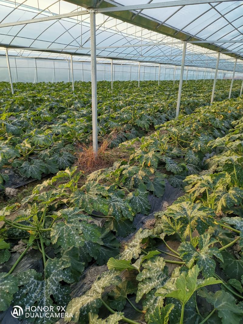 江西甄选西葫芦就是讲诚信百亩基地欢迎致电有优惠！