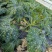 江西甄选西葫芦就是讲诚信百亩基地欢迎致电有优惠！