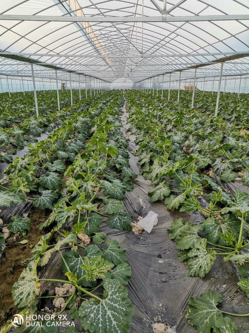 江西甄选西葫芦就是讲诚信百亩基地欢迎致电有优惠！
