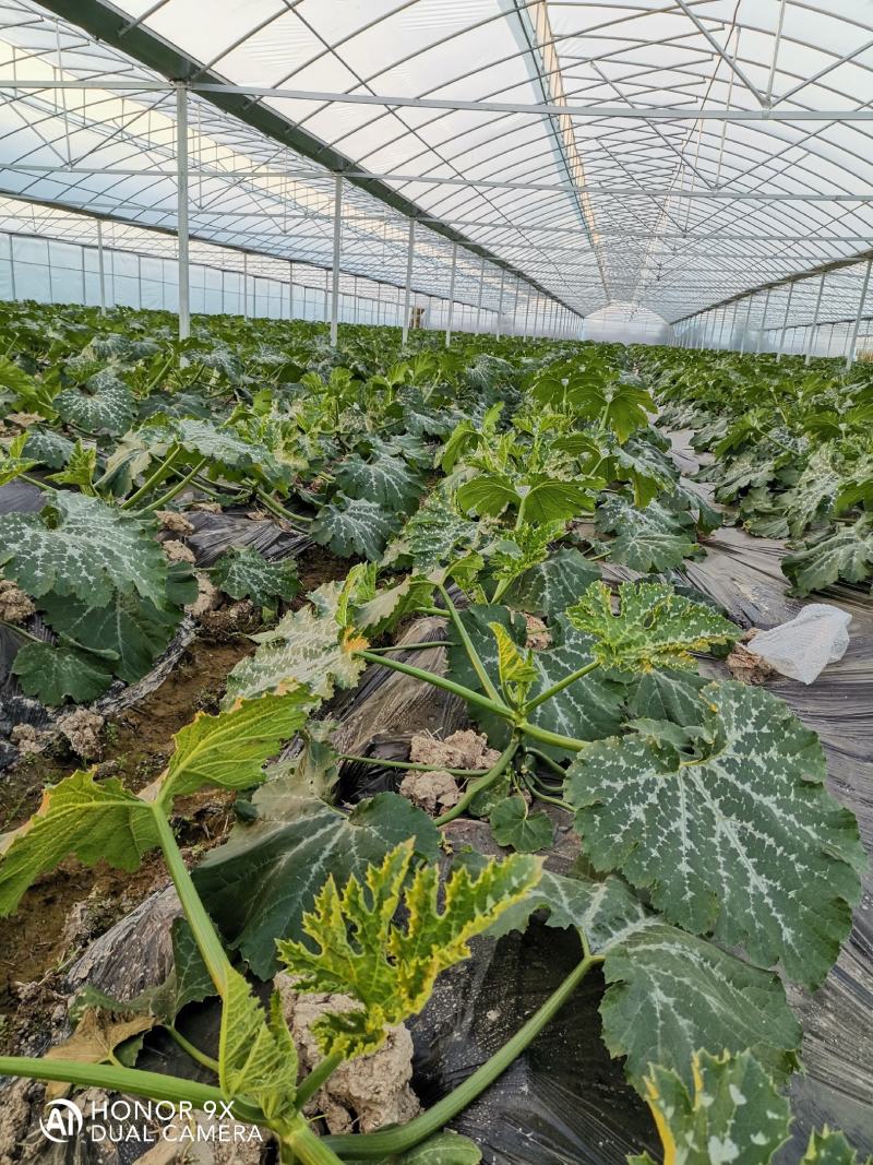 江西甄选西葫芦就是讲诚信百亩基地欢迎致电有优惠！