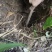 贵州野生三叶青新鲜货