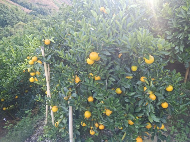 大量上市，价格低