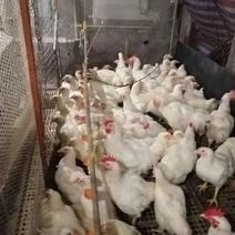 大量出售淘汰大白鸡8.5斤