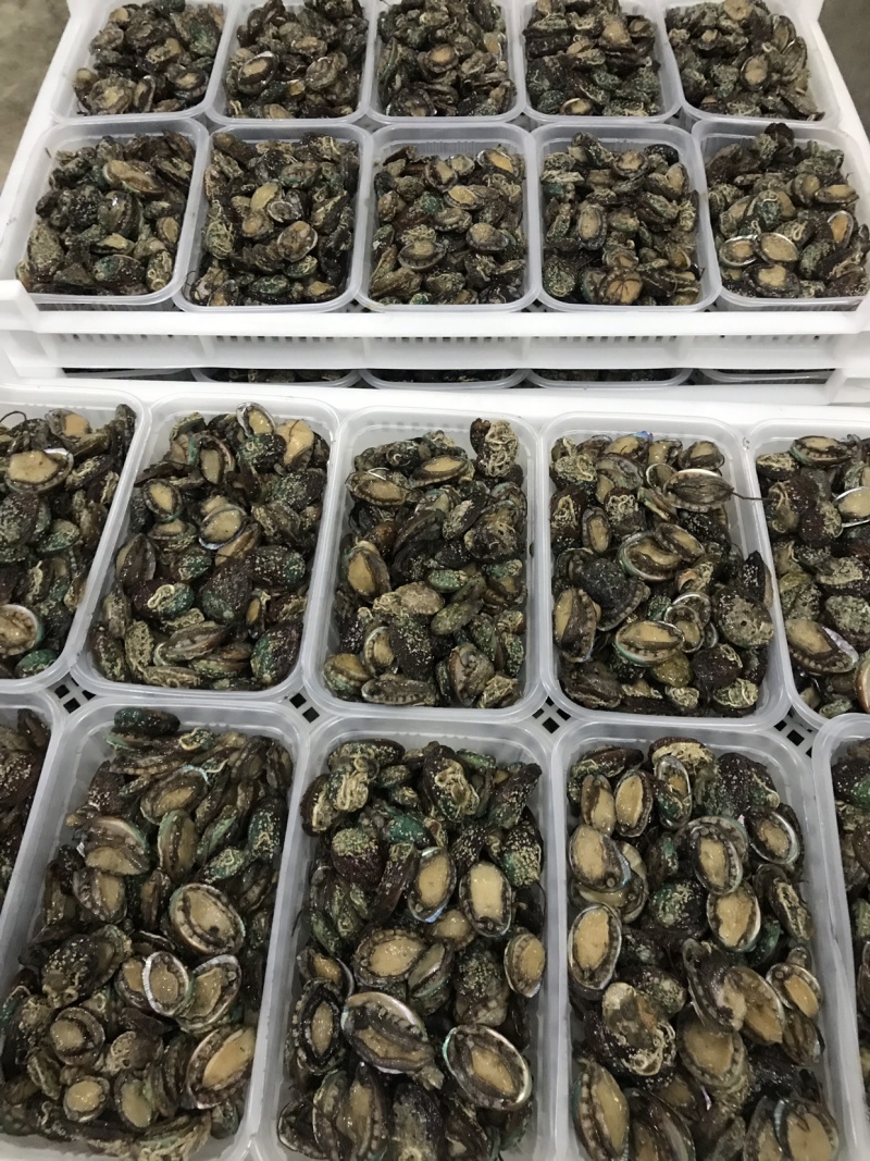鲍鱼小鲍鱼捞汁小海鲜原料鲍鱼活冻小鲍鱼常年供应产品