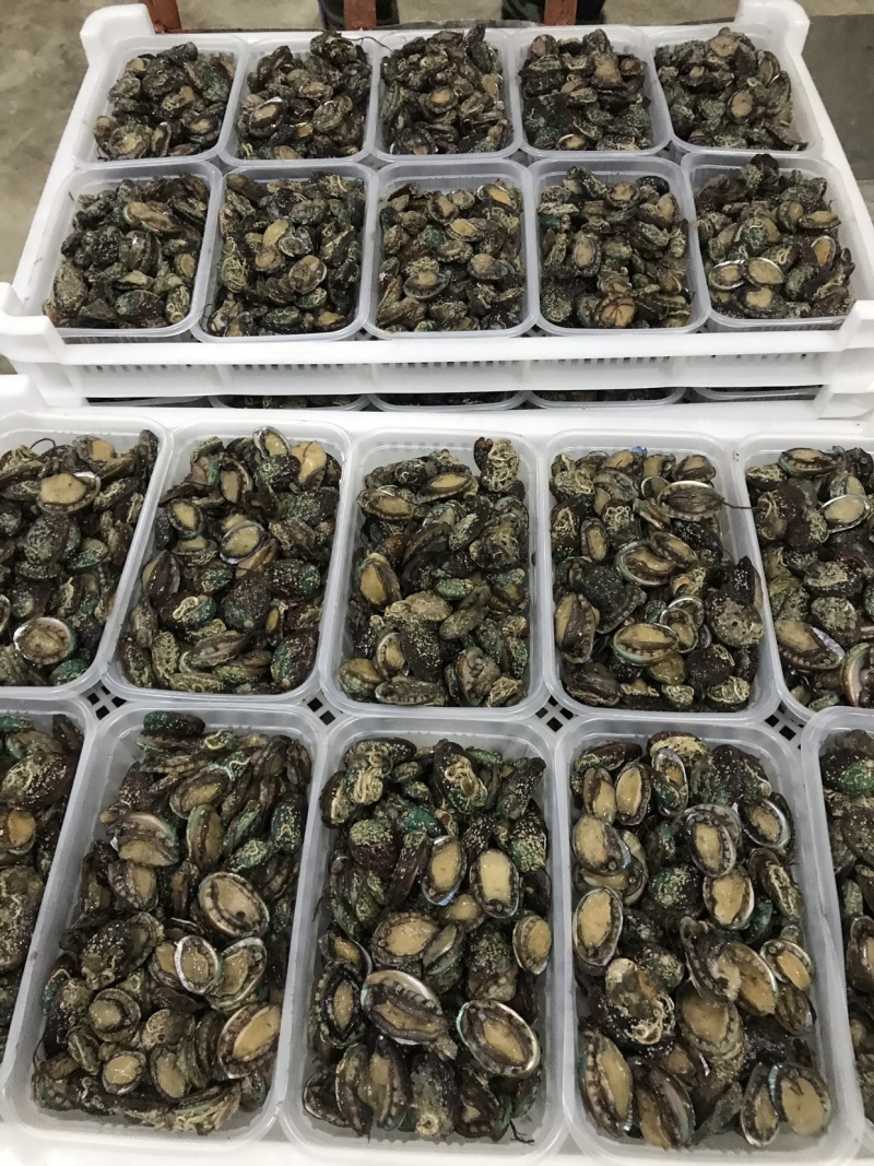 鲍鱼小鲍鱼捞汁小海鲜原料鲍鱼活冻小鲍鱼常年供应产品