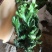 玉麒麟五指山彩麒麟掌多肉植物客厅绿植龙骨