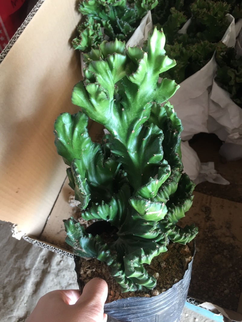 玉麒麟五指山彩麒麟掌多肉植物客厅绿植龙骨