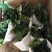 玉麒麟五指山彩麒麟掌多肉植物客厅绿植龙骨