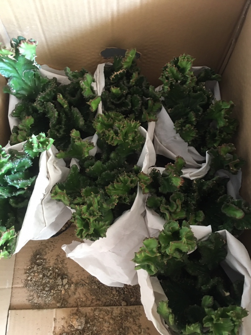 玉麒麟五指山彩麒麟掌多肉植物客厅绿植龙骨