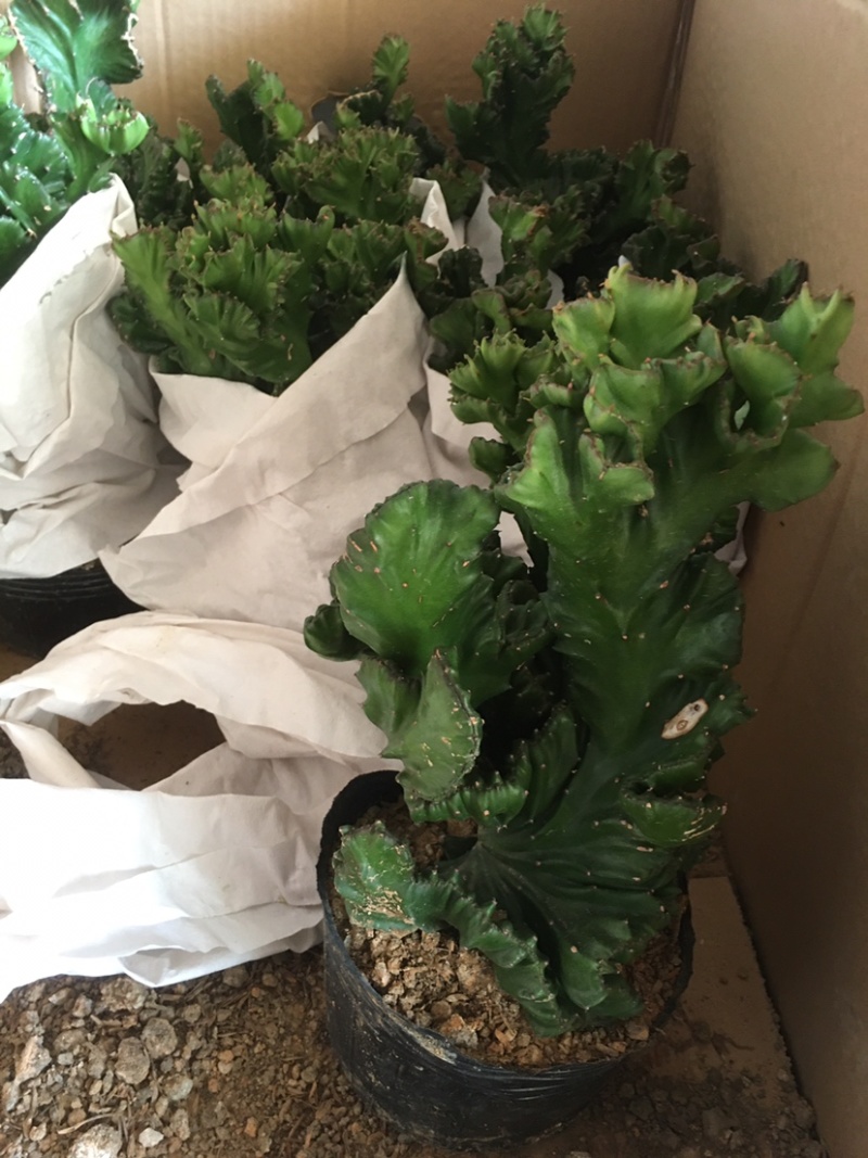 玉麒麟五指山彩麒麟掌多肉植物客厅绿植龙骨