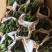 玉麒麟五指山彩麒麟掌多肉植物客厅绿植龙骨