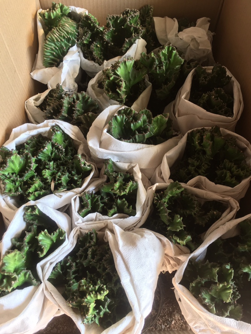 玉麒麟五指山彩麒麟掌多肉植物客厅绿植龙骨