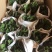 玉麒麟五指山彩麒麟掌多肉植物客厅绿植龙骨
