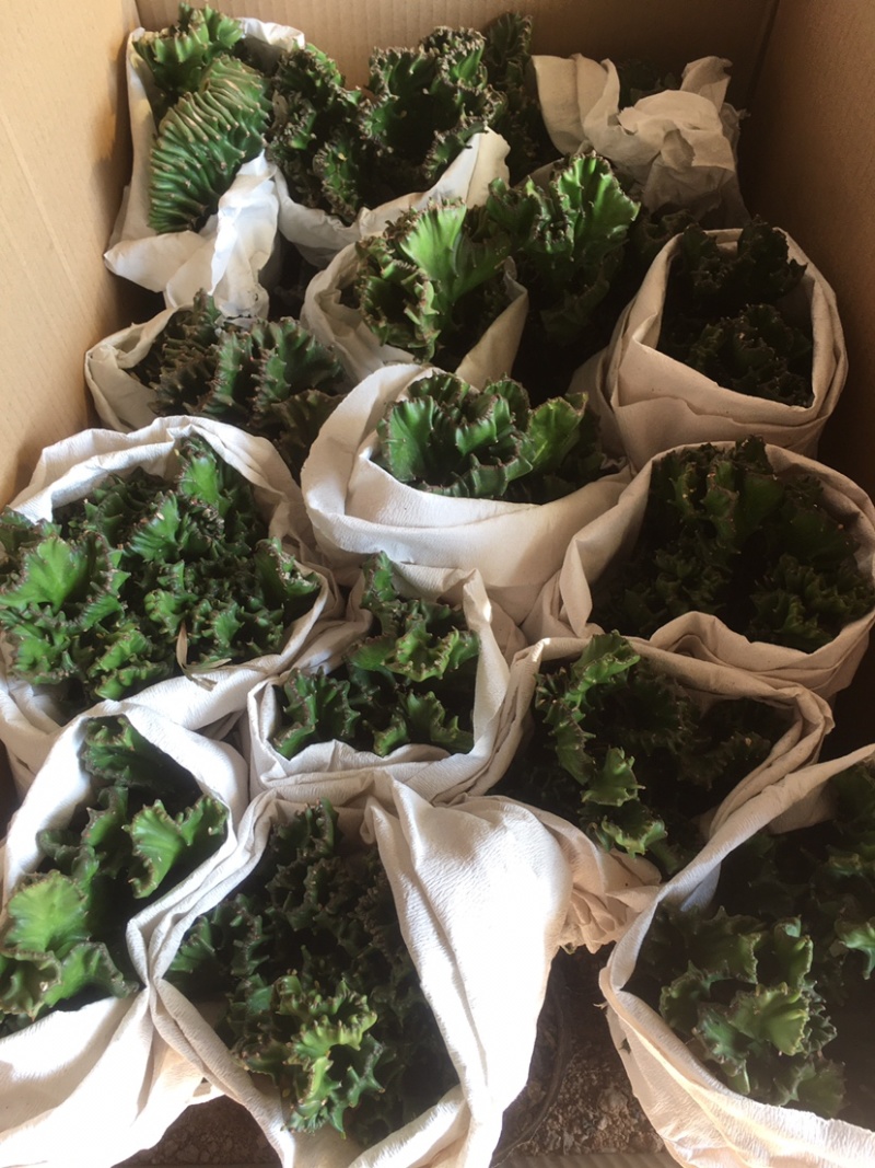玉麒麟五指山彩麒麟掌多肉植物客厅绿植龙骨